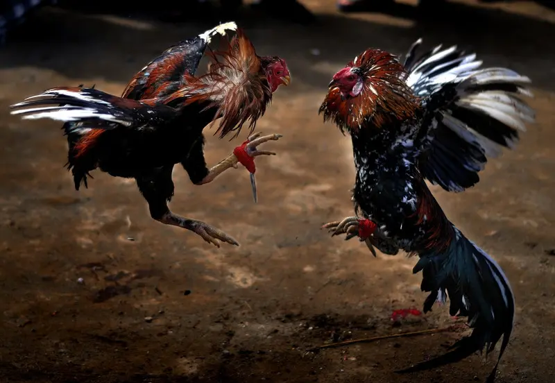 Some Good Chicken Breeds Often Participate in Iron Spur Cockfighting