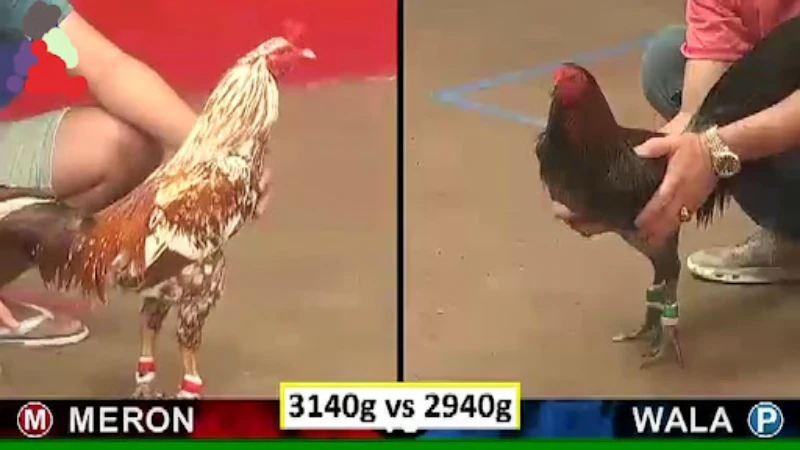 Reasons why 8K8 Online Cockfighting is loved by many gamers