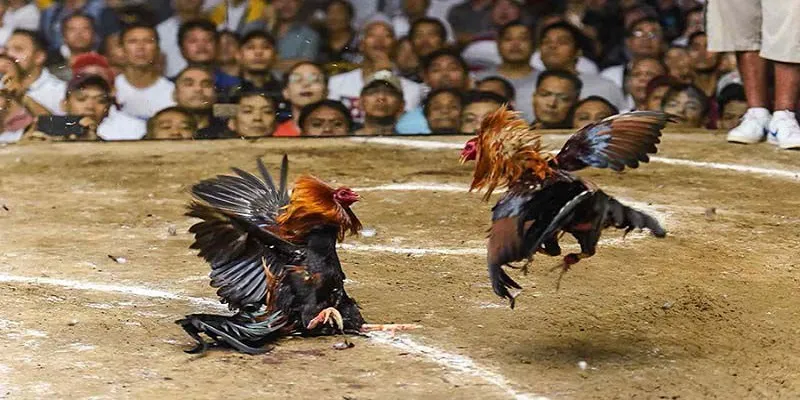 Cambodian Cockfighting Rules: Thomo Cockfighting